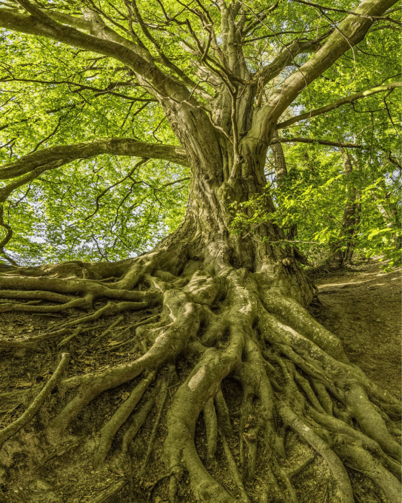 Un arbre vu du dessous. Il y a un zoom sur ses racines. Cela peut faire penser à la généalogie.